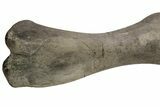 Fossil Hadrosaur (Maiasaura) Left Humerus Bone - Montana #214275-8